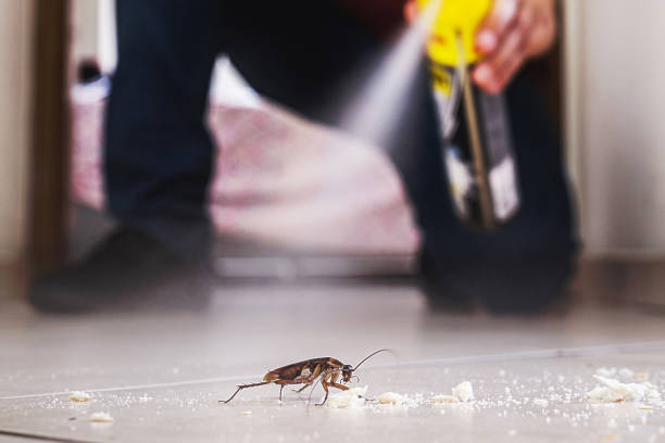 Bird Control in Laurel, FL