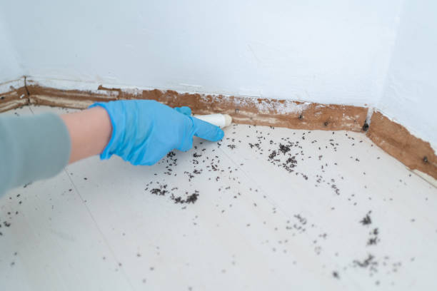 Best Local Pest Control Services  in Laurel, FL